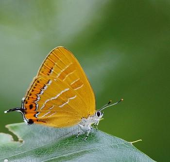 Japonica lutea