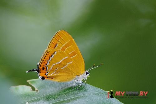 Japonica lutea