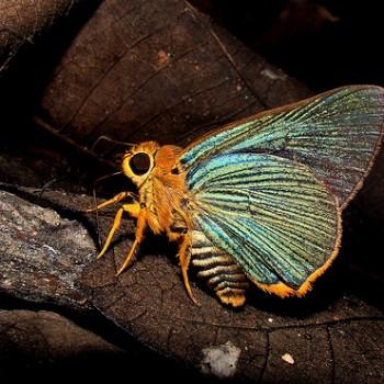 Bibasis vasutana