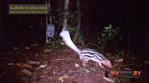 Galidictis fasciata (Широкополосый мунго)