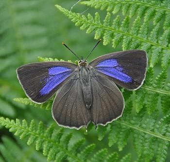 Favonius quercus