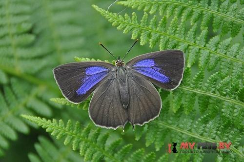 Favonius quercus