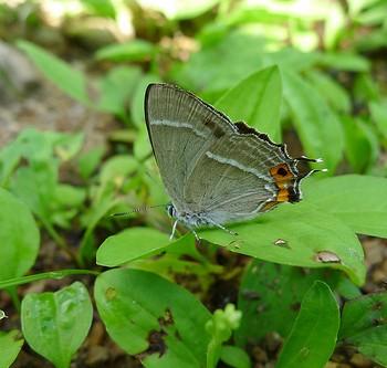 Favonius orientalis