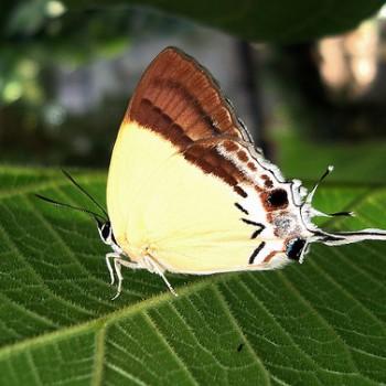 Charana mandarinus