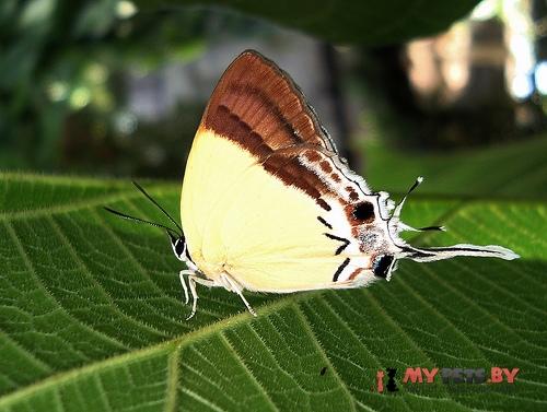 Charana mandarinus
