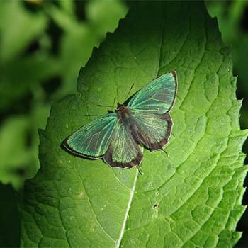 Chrysozephyrus brillantinus