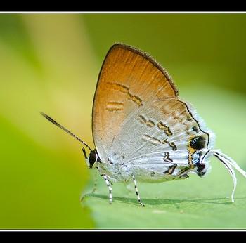 Sinthusa privata