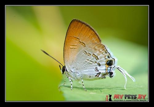Sinthusa privata