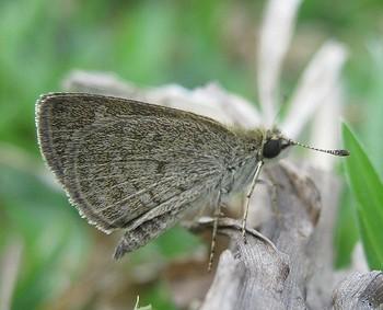 Aeromachus kali
