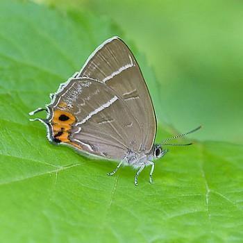 Chrysozephyrus smaragdinus