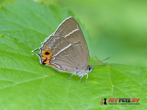 Chrysozephyrus smaragdinus