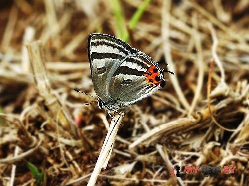 Rapala caerulea