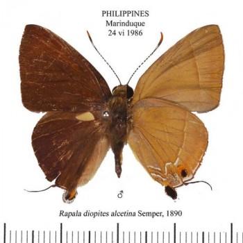 Rapala diopites