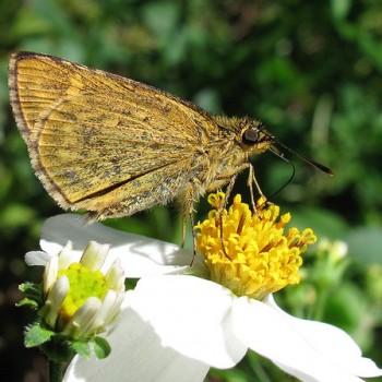 Ampittia miyakei