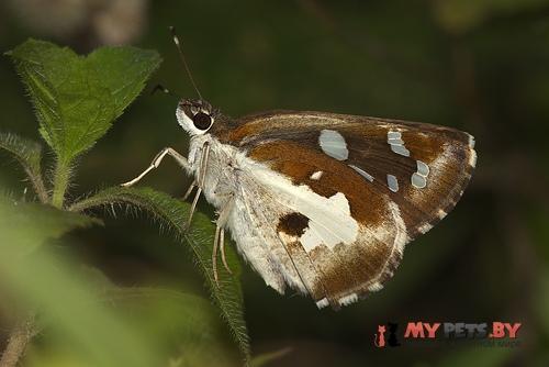 Udaspes folus