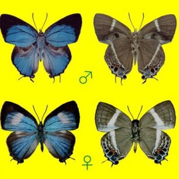 Dacalana irmae