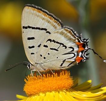 Jalmenus evagoras