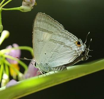 Hypolycaena phorbas