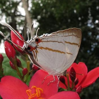 Iolaus eurisus