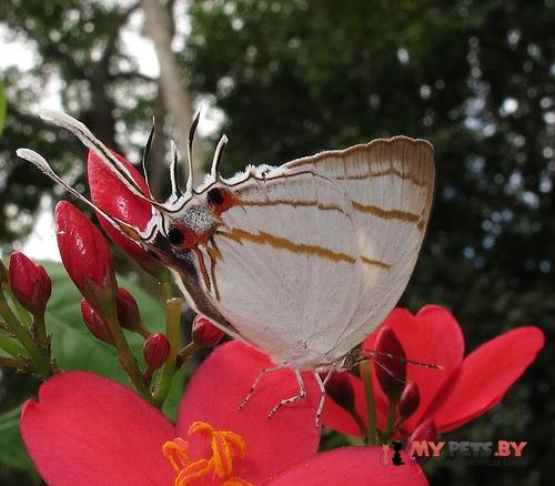 Iolaus eurisus