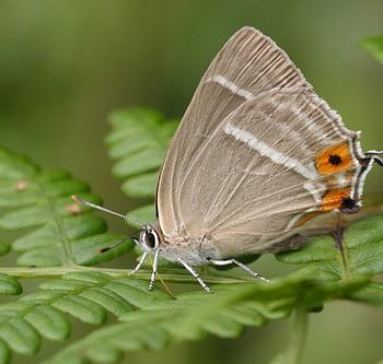 Favonius ultramarinus