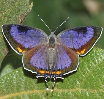 Hypaurotis crysalus