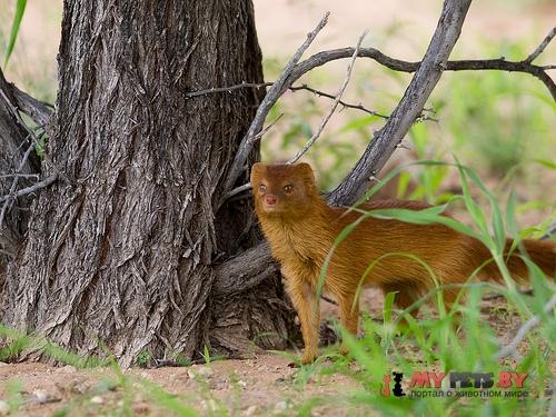 Slender mongoose