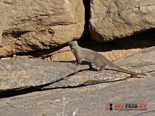 Cape gray mongoose
