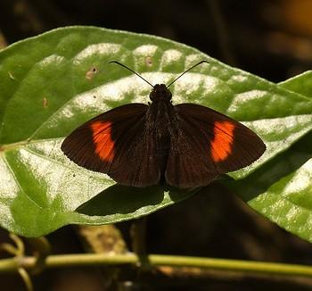 Ancistroides gemmifer