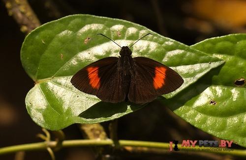 Ancistroides gemmifer
