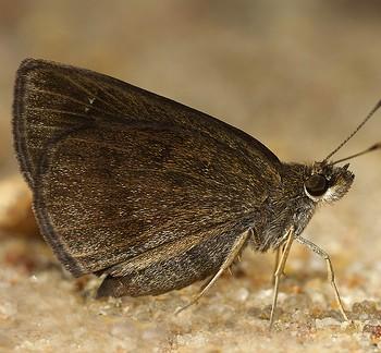 Astictopterus jama