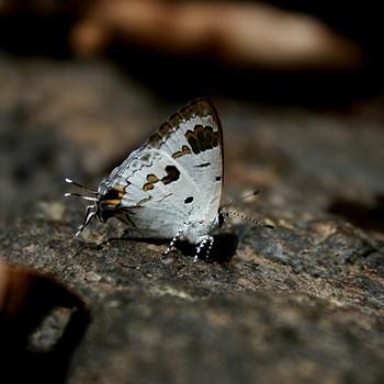 Chliaria othona
