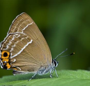 Neozephyrus japonicus
