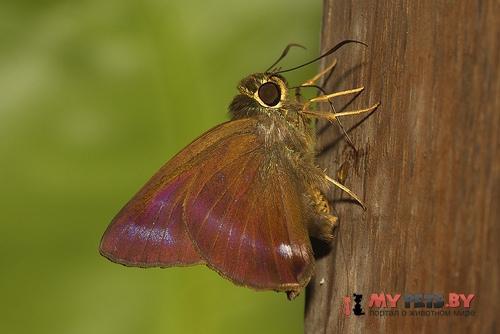 Hasora leucospila