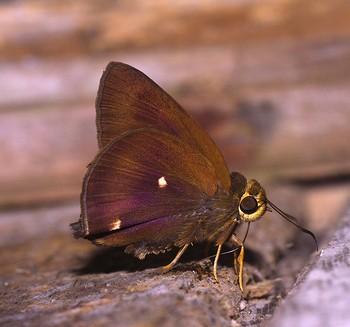 hasora quadripunctata