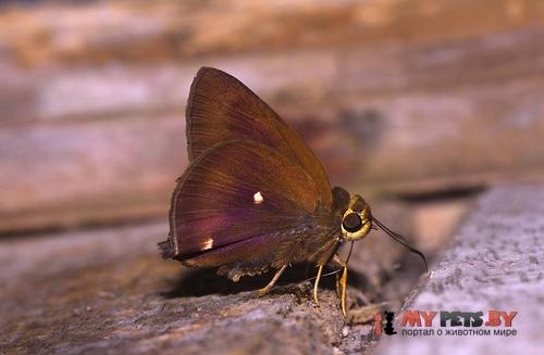 Hasora quadripunctata