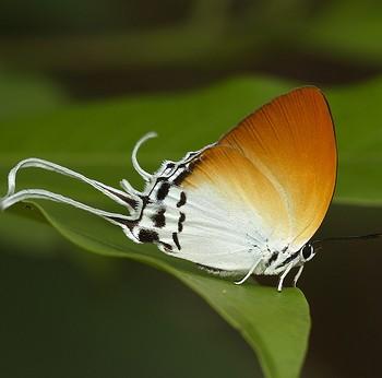 Neocheritra amrita