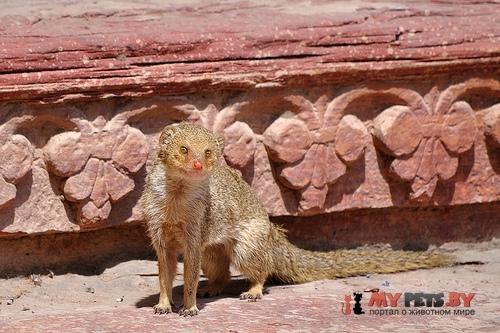 Small Asian Mongoose