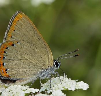 Laeosopis roboris