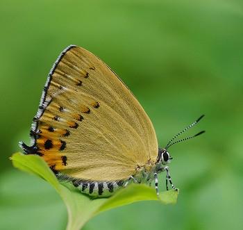 Ussuriana stygiana