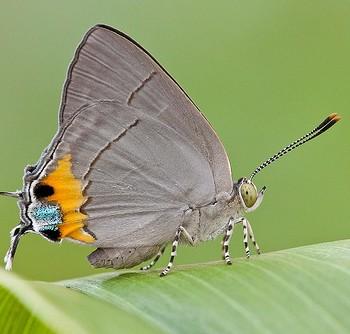 Tajuria dominus