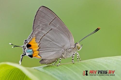 Tajuria dominus