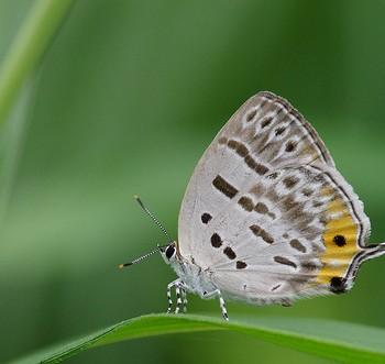 Antigius butleri