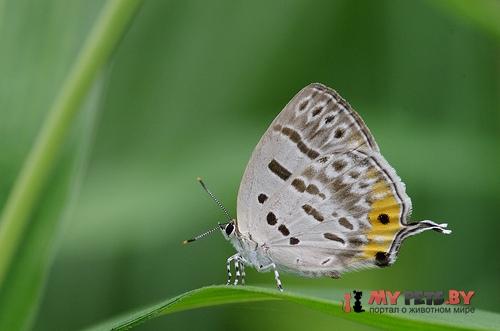 Antigius butleri