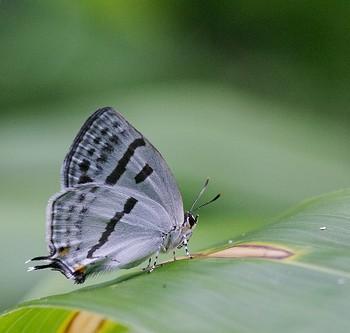 Antigius attilia