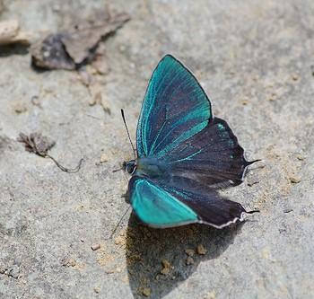 Favonius taxila