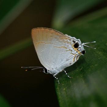 Sinthusa nasaka