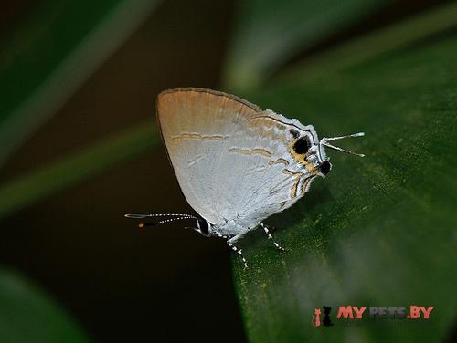 Sinthusa nasaka