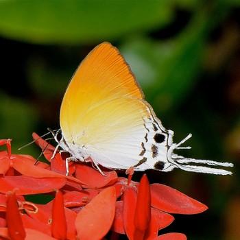 Manto hypoleuca