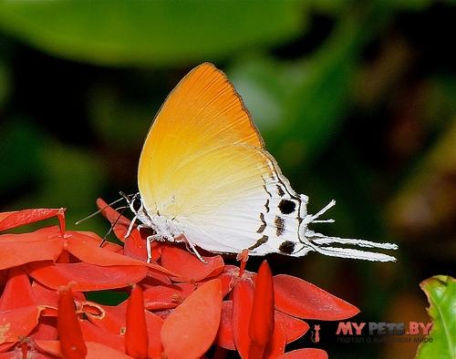 Manto hypoleuca
